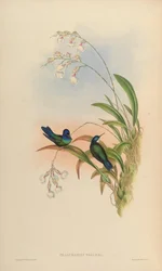 Thalurania wagleri = Cyanophaia bicolor